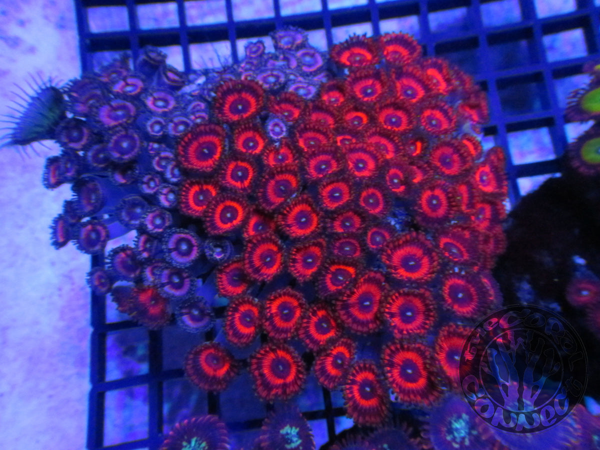 Blood Sucker Zoanthids