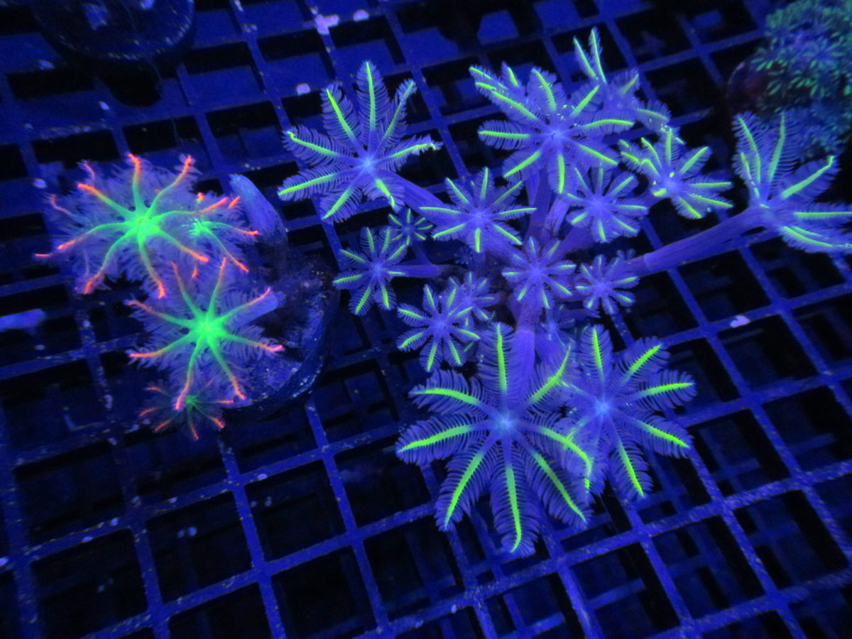 Sour Diesel Clove Polyps — WYSIWYG coral frag under blue aquarium lighting