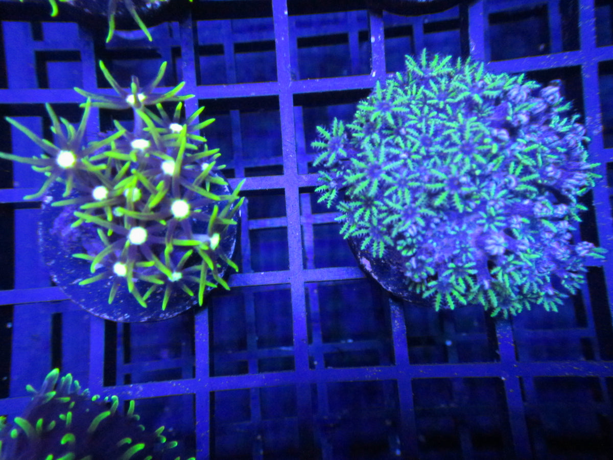 White Widow Goniopora — WYSIWYG coral frag under blue aquarium lighting