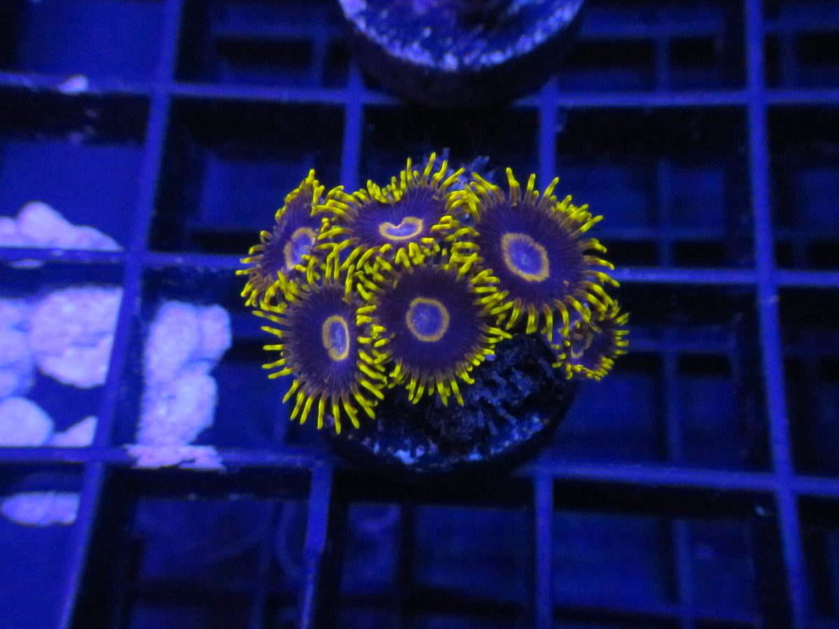 Lemon Diesel Zoanthids — WYSIWYG coral frag under blue aquarium lighting