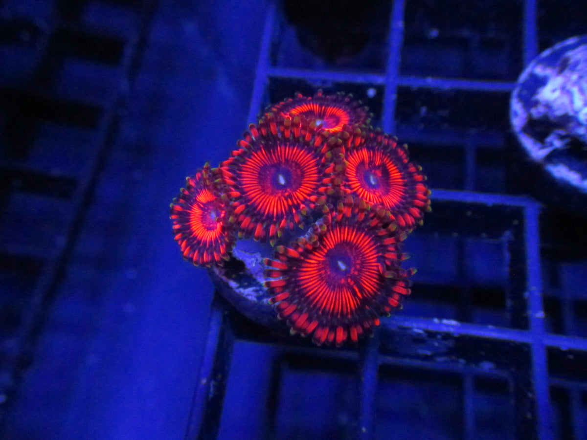 Cherry Gelato zoanthid frag — 5 polyps with fluorescent red oral discs, photographed under blue aquarium lighting
