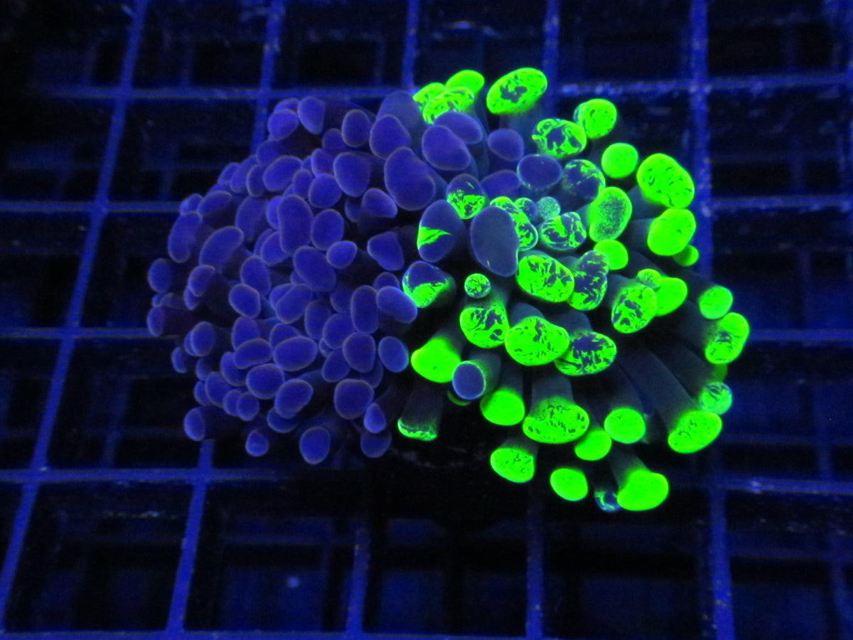 Gelato Split Hammer Coral — WYSIWYG coral frag under blue aquarium lighting