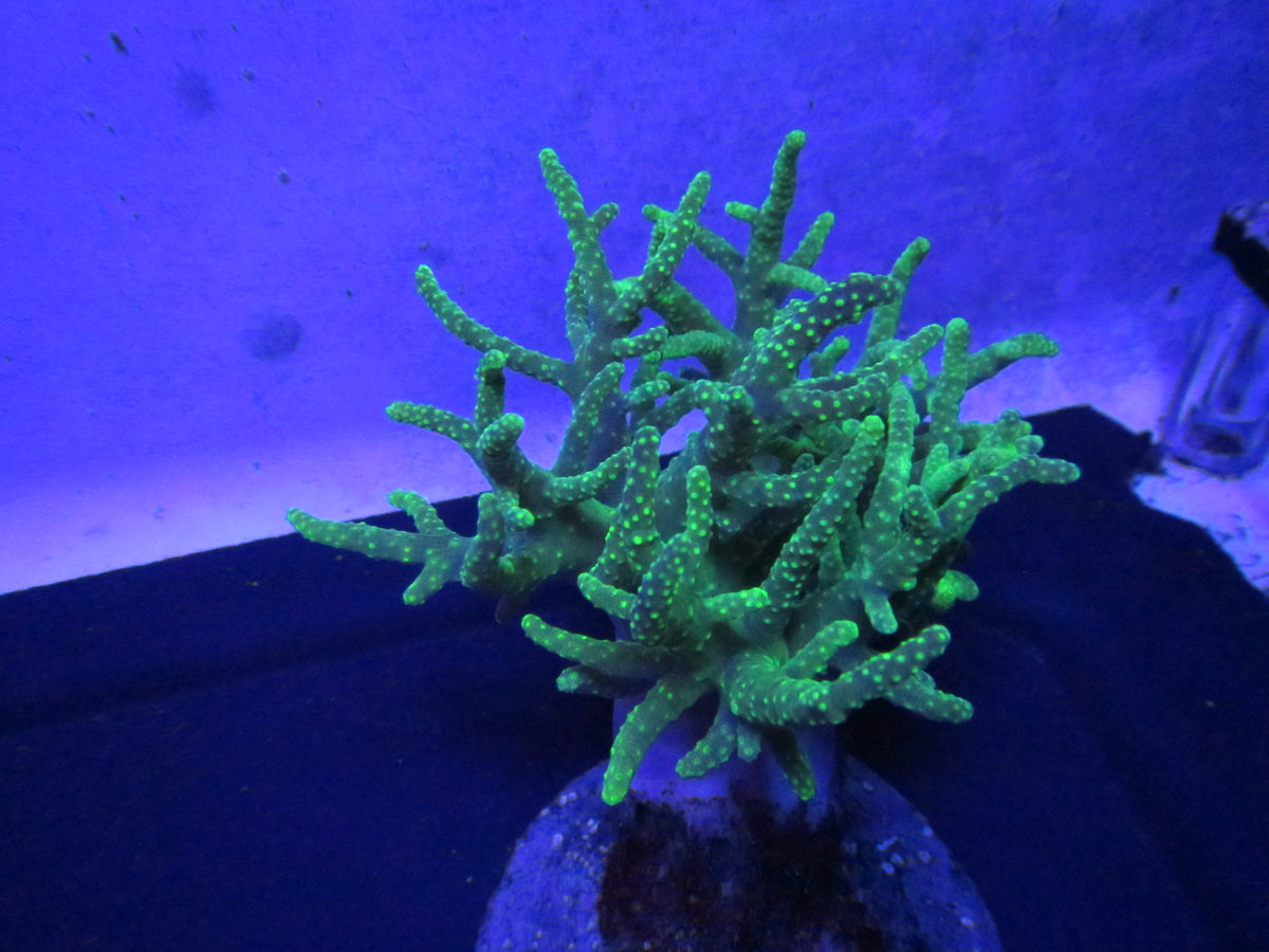 Chem Dawg Stylophora — WYSIWYG coral frag under blue aquarium lighting