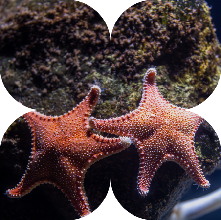 Coral Placement 101: Where to Put SPS, LPS & Soft Corals in Your Reef Tank