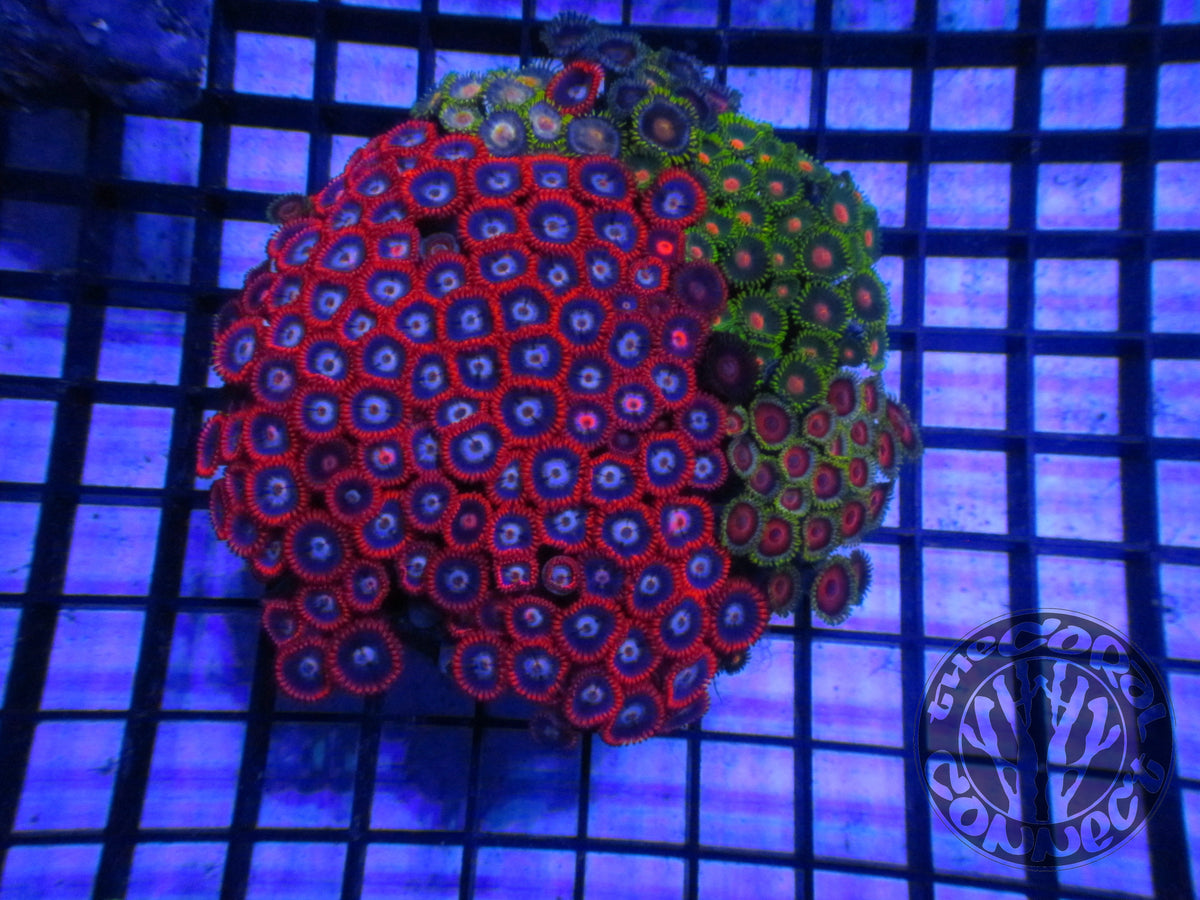 Fire and Ice zoanthid combo rock