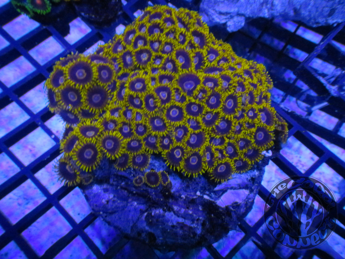 Yellow Hornets Zoanthids