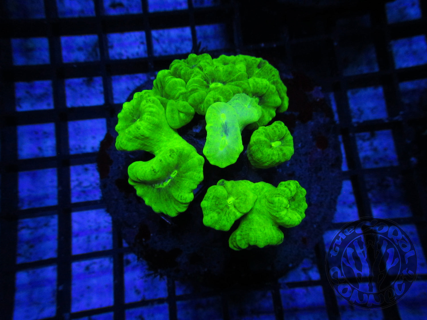 Nuclear Green Candy Cane