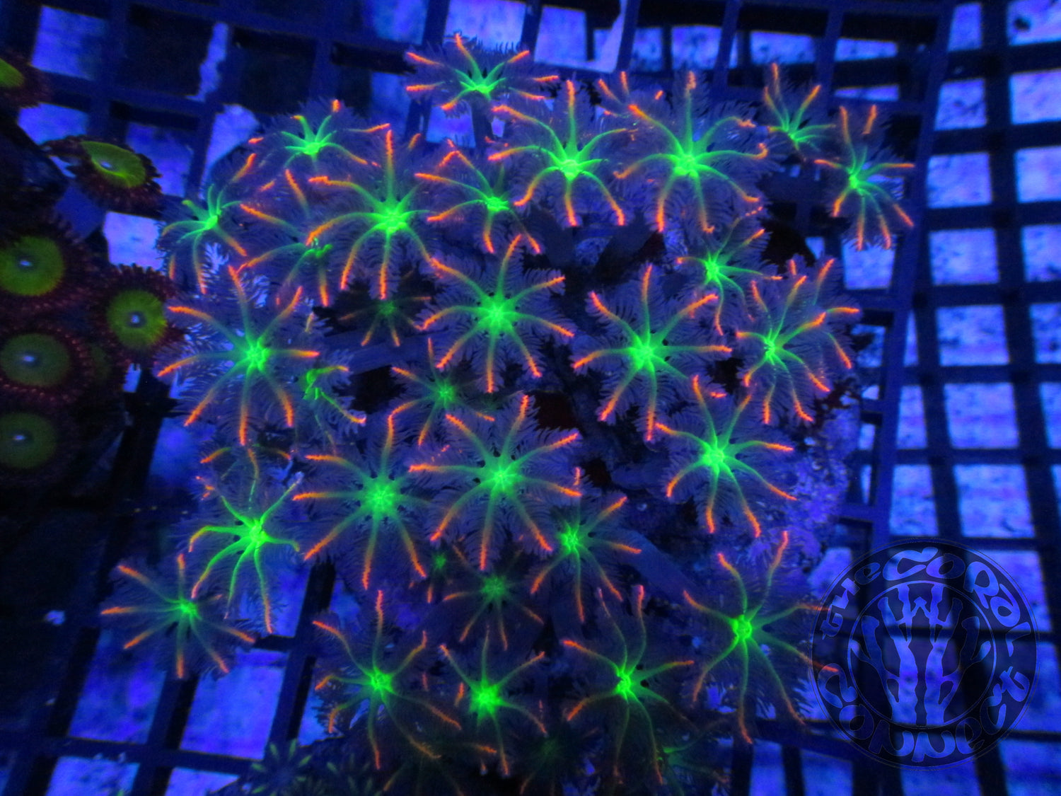 Firework Clove Polyps