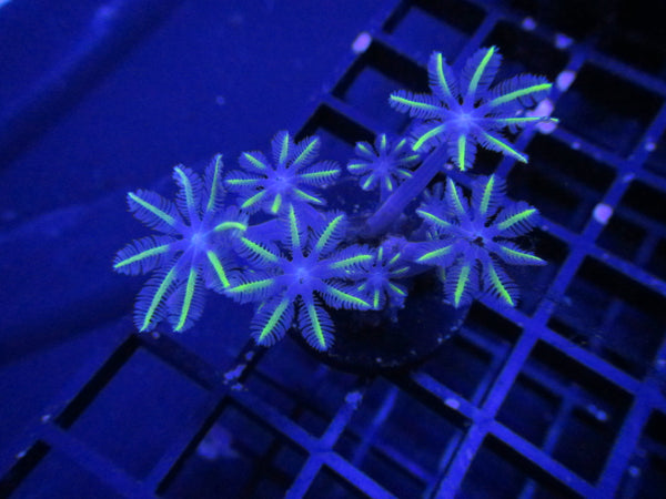 Kryptonite Green Star Polyp