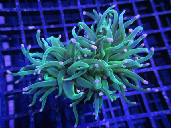 Emerald OG Torch Coral