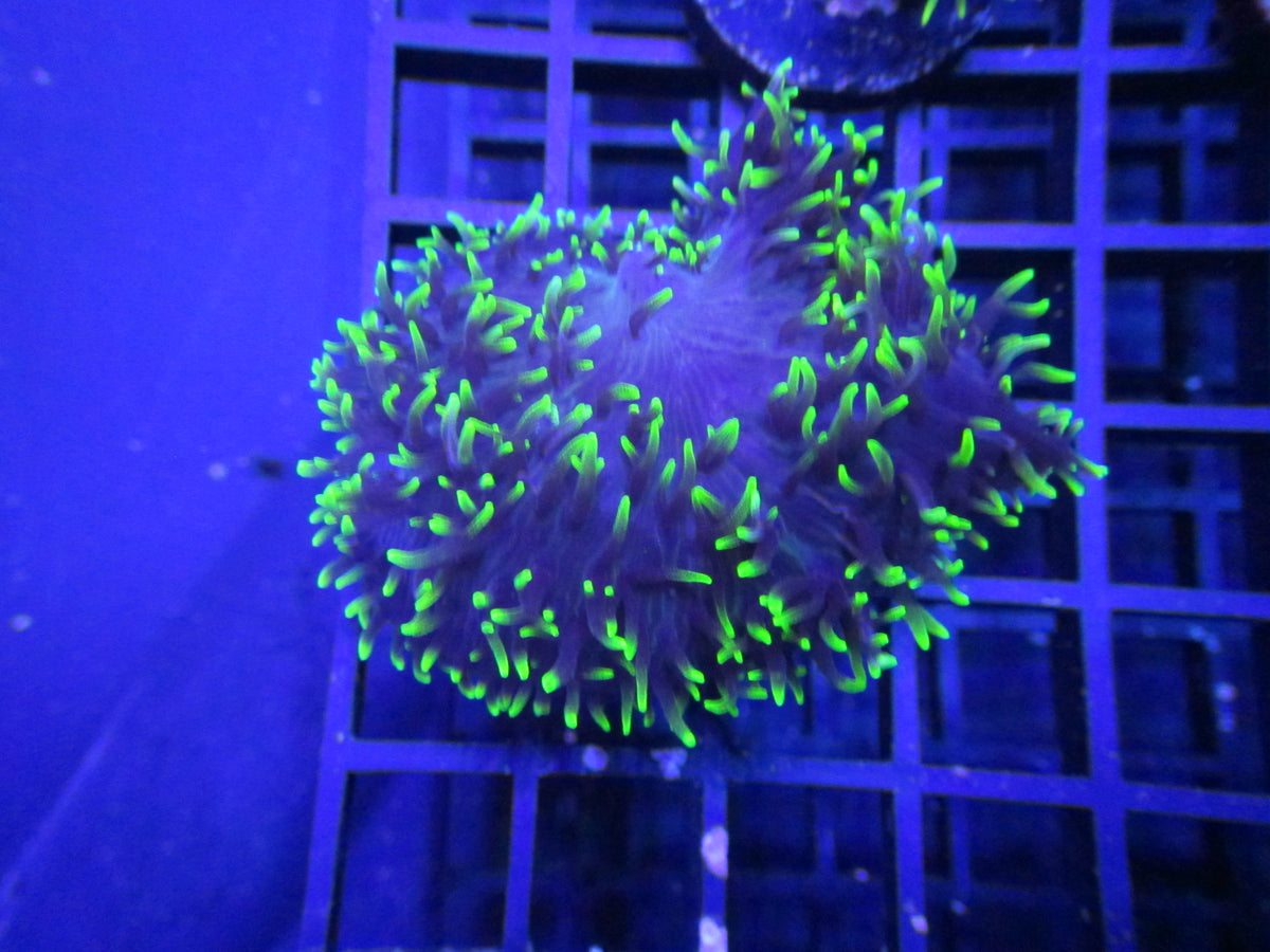 Purple Urkle Hairy Mushroom — WYSIWYG coral frag under blue aquarium lighting