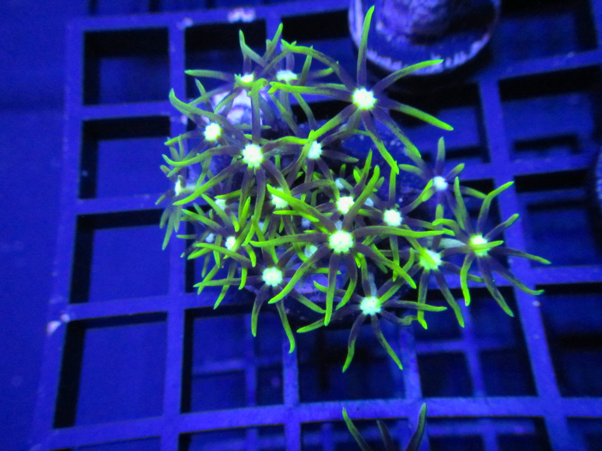 Sour Apple Star Polyp — WYSIWYG coral frag under blue aquarium lighting