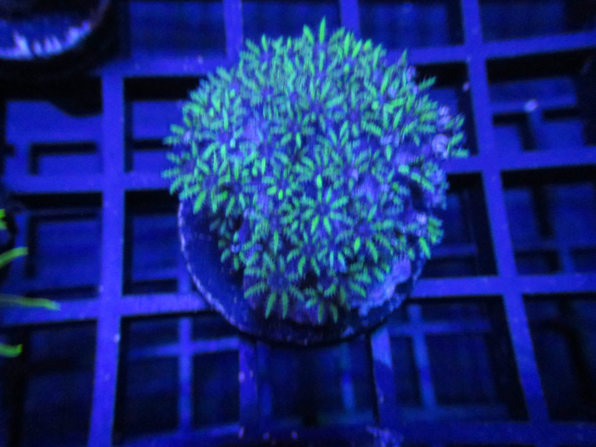 Green Gelato Acropora — WYSIWYG coral frag under blue aquarium lighting