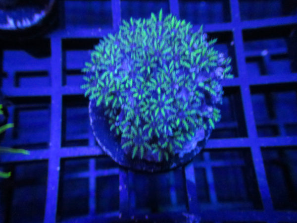 Green Gelato Acropora