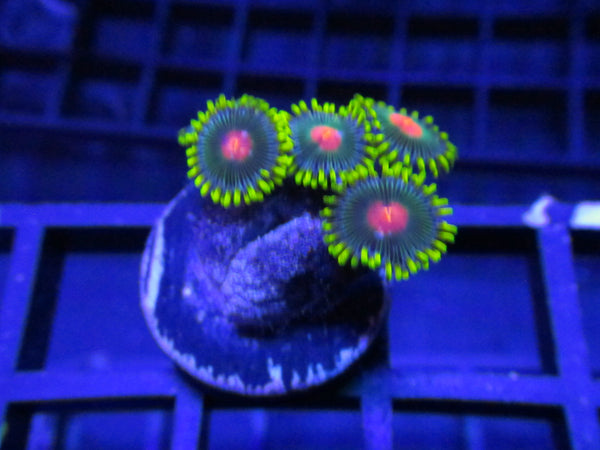 Blood Orange Kush Zoanthids