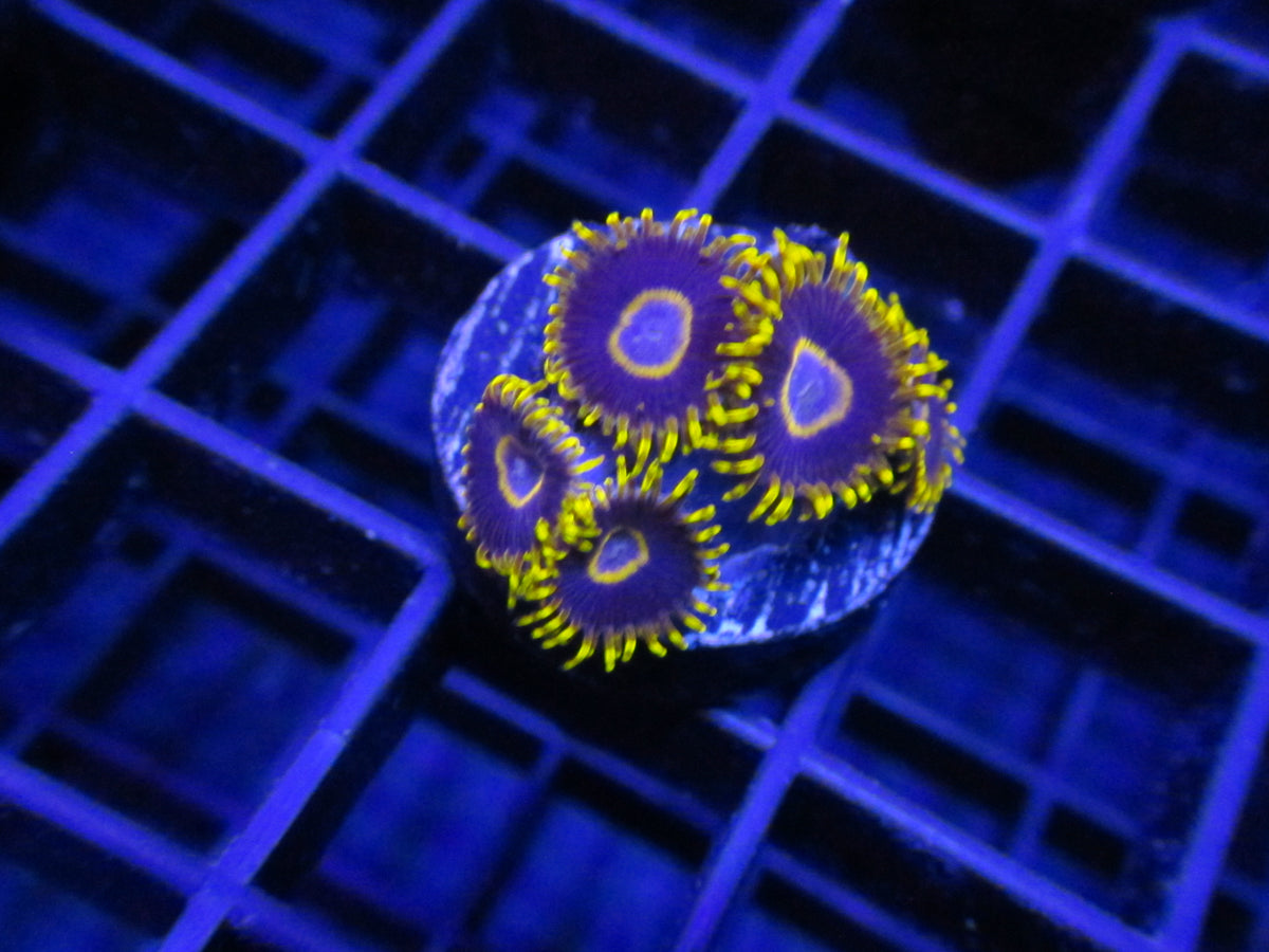 Purple Haze Zoanthids — WYSIWYG coral frag under blue aquarium lighting