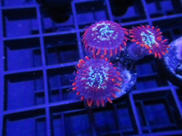 Sunset Sherbert Zoanthids