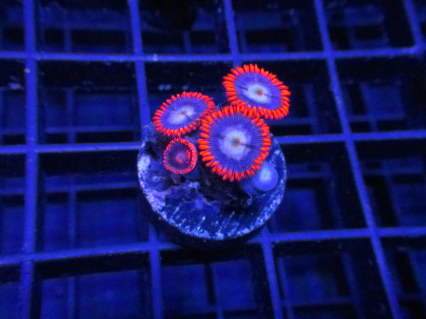 Tangerine Dream Zoanthids