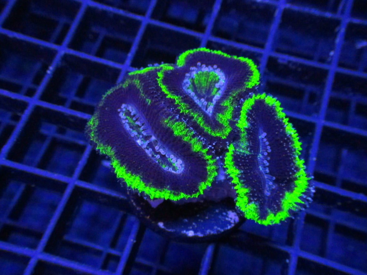 Grape Soda Acan — WYSIWYG coral frag under blue aquarium lighting