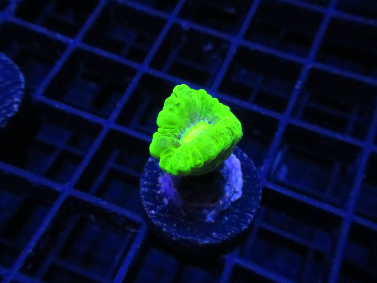 Sour Lime Blastomussa — WYSIWYG coral frag under blue aquarium lighting
