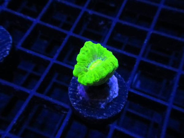 Sour Lime Blastomussa