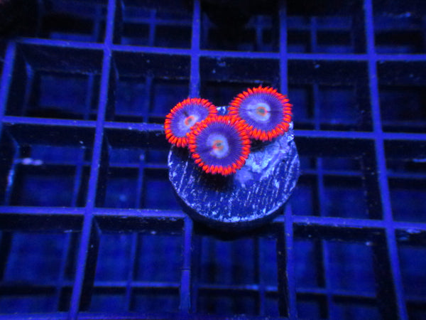 Agent Orange Zoanthids