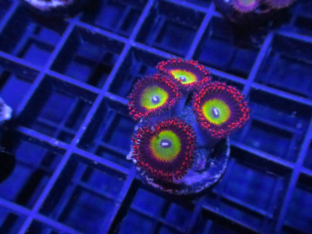 Green Crack Zoanthids — WYSIWYG coral frag under blue aquarium lighting