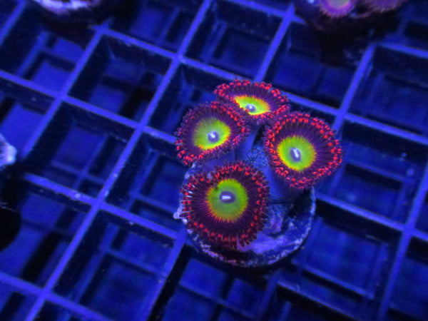 Green Crack Zoanthids