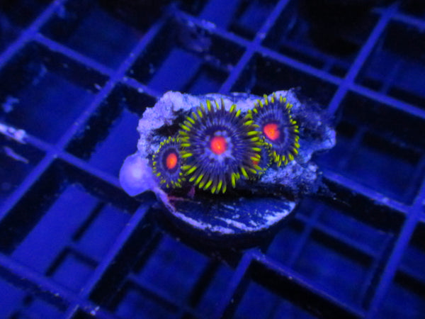 Mango Haze Zoanthids