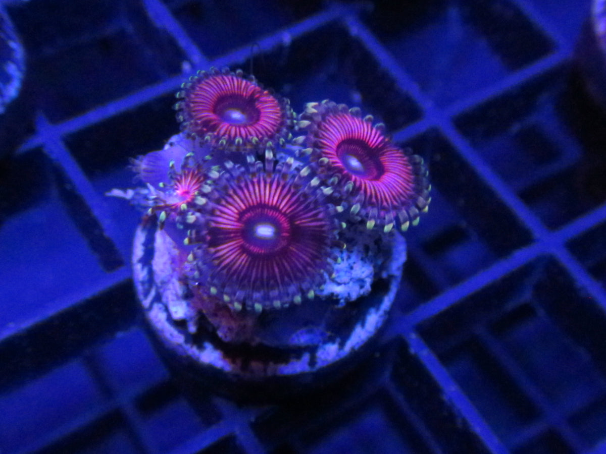 Pink Runtz Zoanthids — WYSIWYG coral frag under blue aquarium lighting