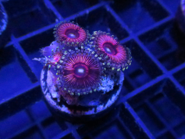 Pink Runtz Zoanthids