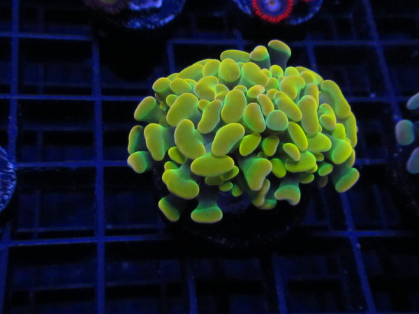 Golden Pineapple Hammer Coral