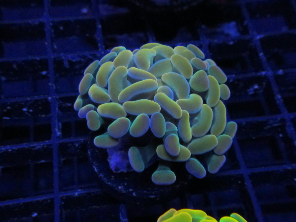 Lemon Haze Hammer Coral — WYSIWYG coral frag under blue aquarium lighting