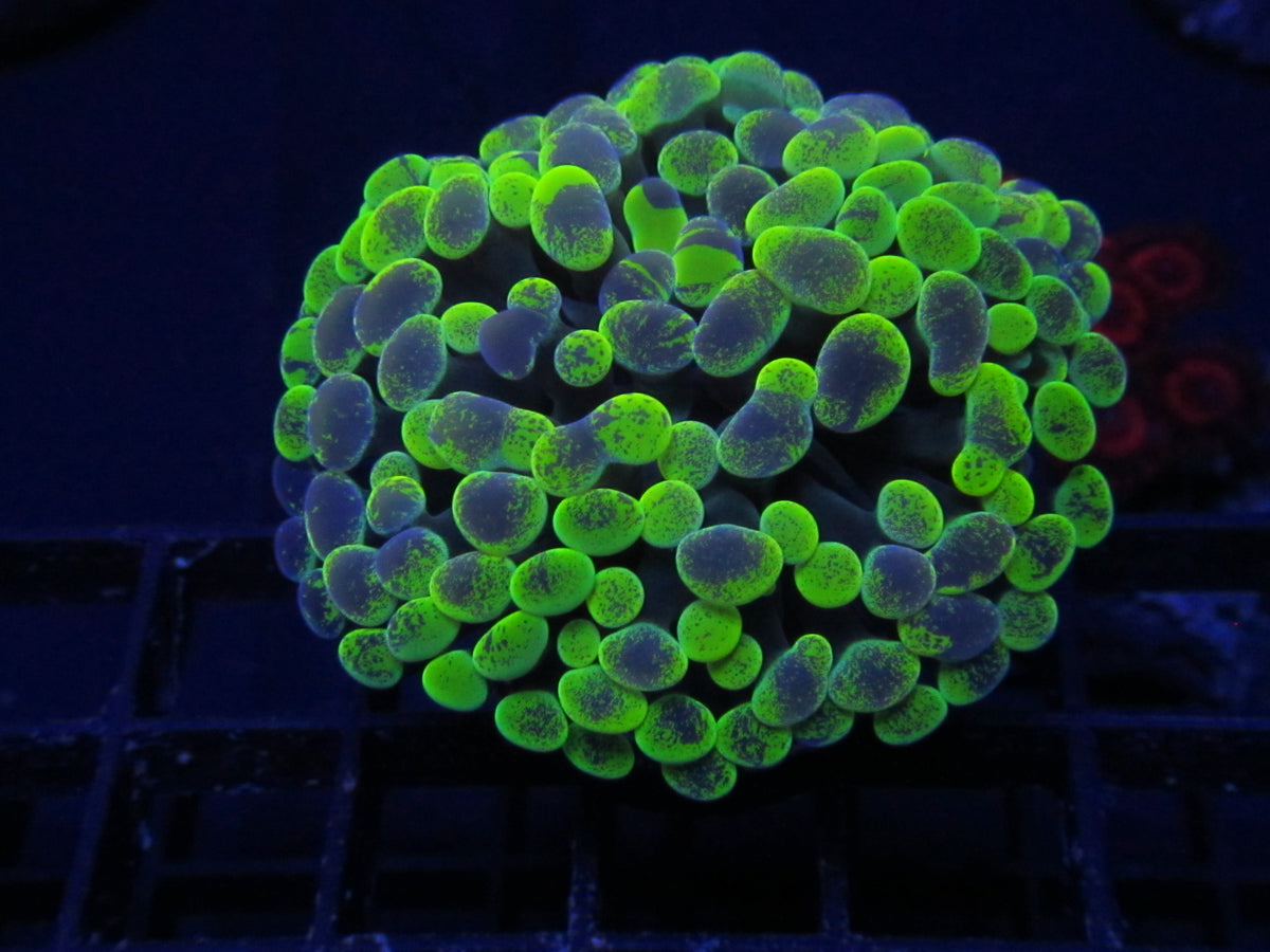 Purple Punch Hammer Coral — WYSIWYG coral frag under blue aquarium lighting