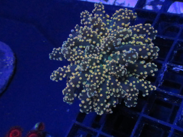 Zkittlez Pocillopora Coral