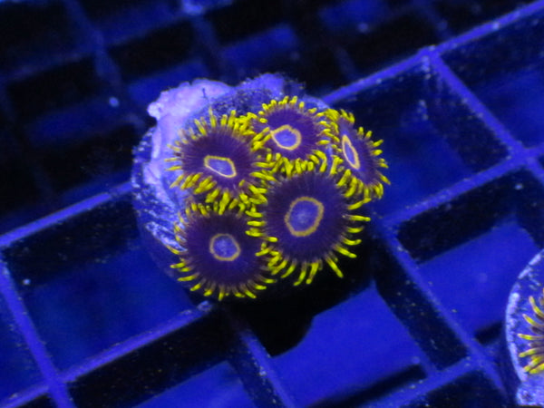 Grape Ape Zoanthids