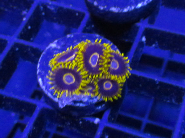 Blueberry Muffin Zoanthids
