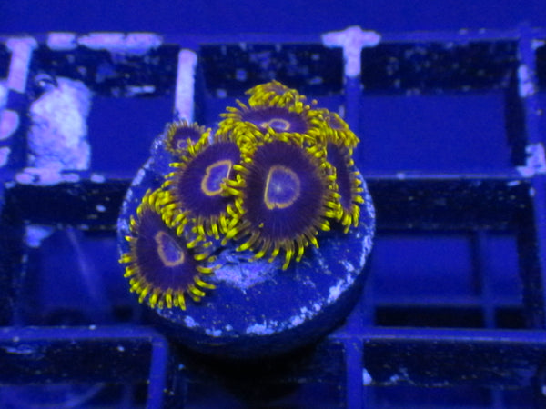 Golden Goat Zoanthids