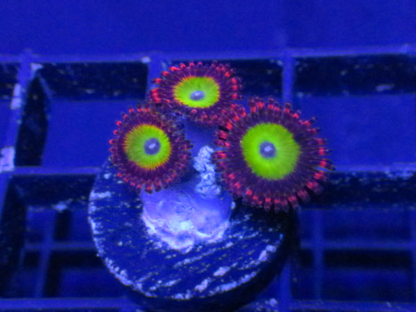 Jamaican Sunrise Zoanthids