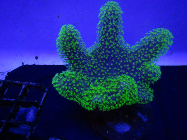 Astro Turf Green Star Polyps