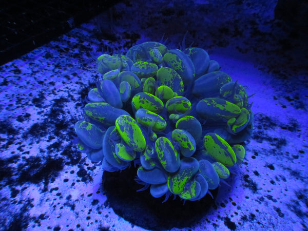 Northern Lights Bubble Coral