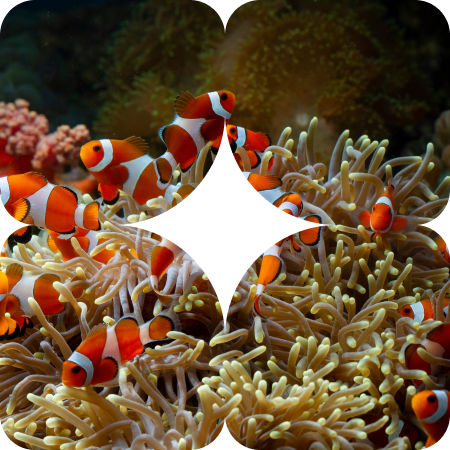How to Maintain a Healthy Reef Tank