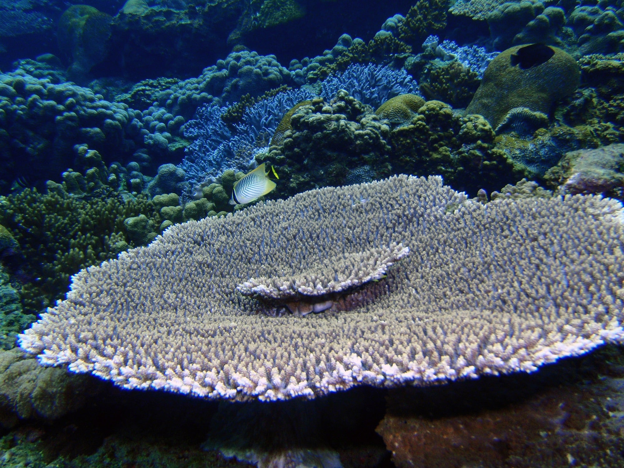 Reef close-up with table coral and reef fish
